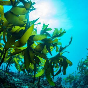 __opt__aboutcom__coeus__resources__content_migration__mnn__images__2018__10__seaweedunderwater-b57825ff7a724c43b1ad0558b0f90d7f