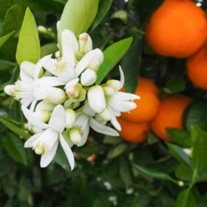 otange blossom