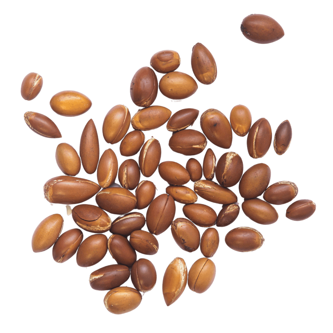 Argania Spinosa (Argan) Kernel Oil