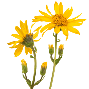 Arnica Montana Flower Extract Arnica Montana Flower Extract