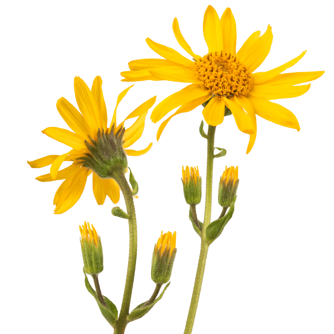 Arnica Montana Flower Extract