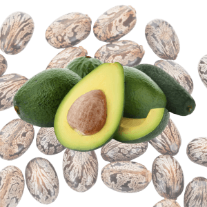 Avocado and Castor Seed Oils Avocado and Castor Seed Oils