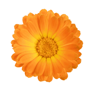 Calendula Officinalis Flower Extract Calendula Officinalis Flower Extract