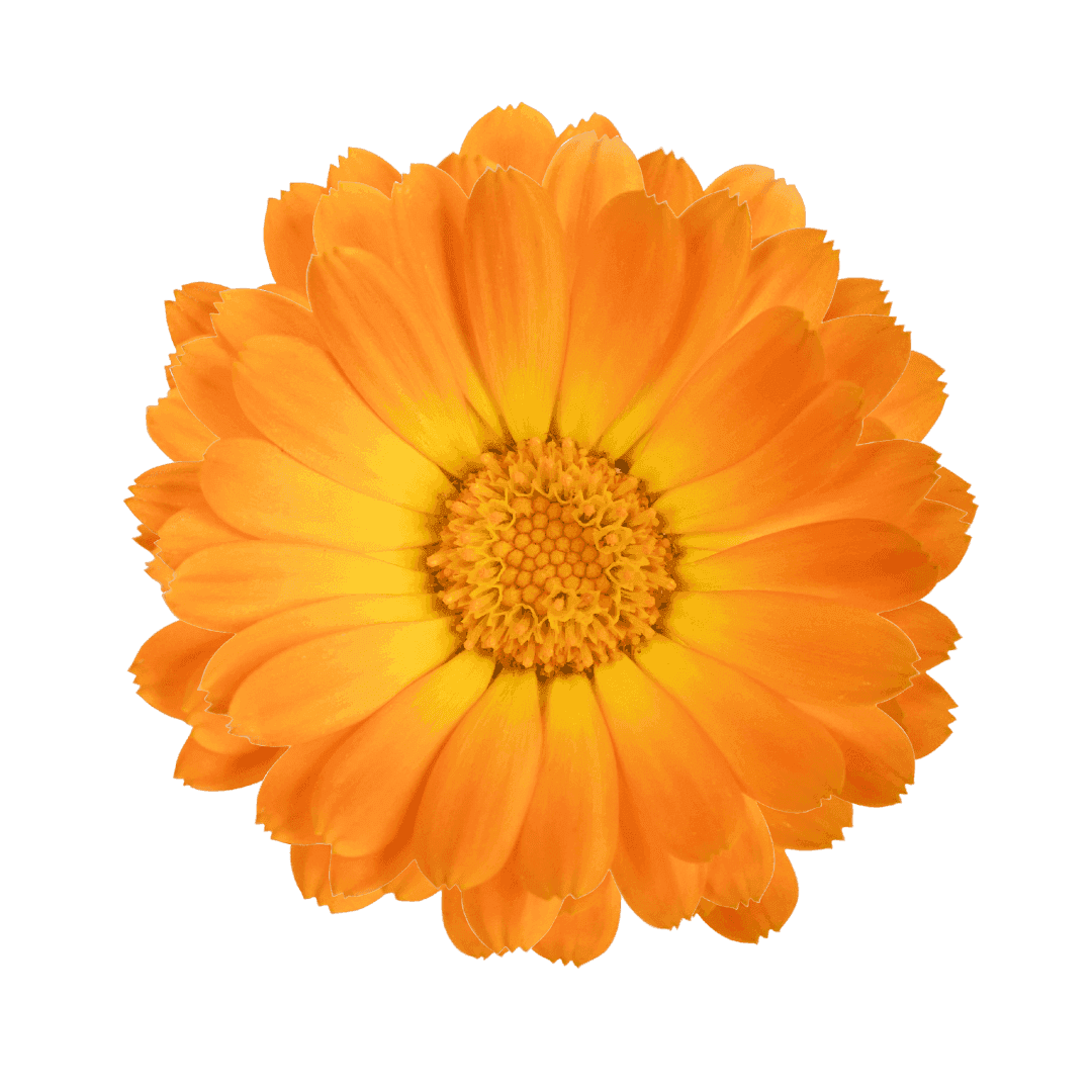 Calendula Officinalis Flower Extract
