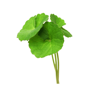 Centella Centella