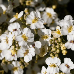 Crambe Abyssinica Seed Oil Crambe Abyssinica Seed Oil