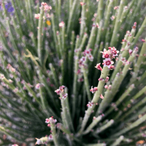 Euphorbia Cerifera (Candelilla) Wax