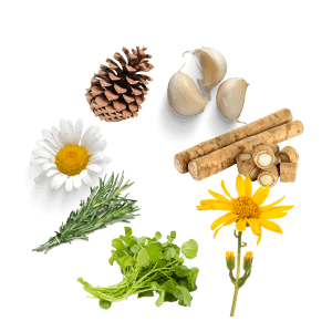 Herbal Extracts (White Nettle, Pine Cone, Burdock Root, Chamomile, Rosemary, Ivy, Arnica Montana, Watercress, Garlic, Matricaria) Herbal Extracts (White Nettle, Pine Cone, Burdock Root, Chamomile, Rosemary, Ivy, Arnica Montana, Watercress, Garlic, Matricaria)
