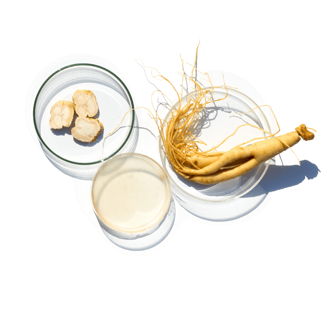 Panax Ginseng Root Extract