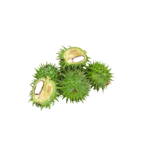 Ricinus Communis (Castor) Seed Oil Ricinus Communis (Castor) Seed Oil
