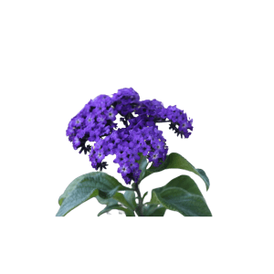 heliotrope