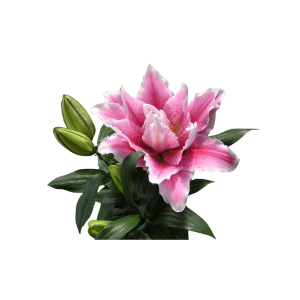lily