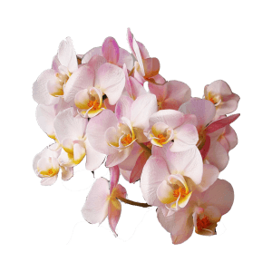 orchid