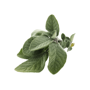 sage