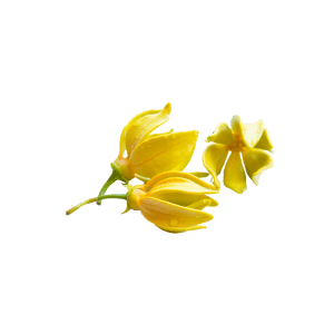 ylang ylang