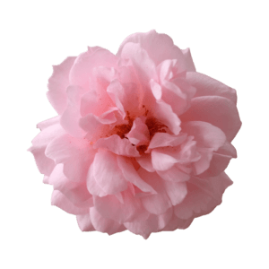 morrocan rose