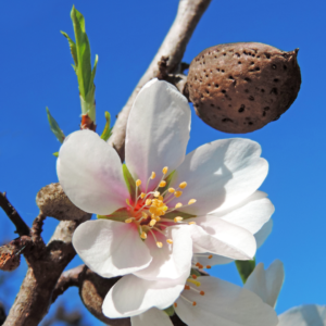 Almond blossom