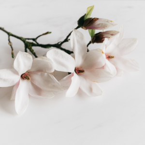 Magnolia
