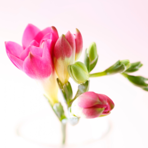 Pink Freesia